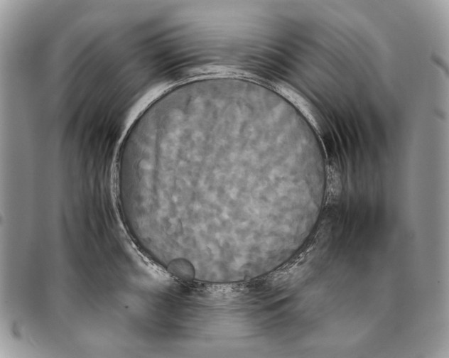 X0000096381098200802141425