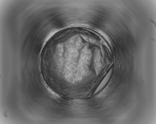 X0000096381102200802141425