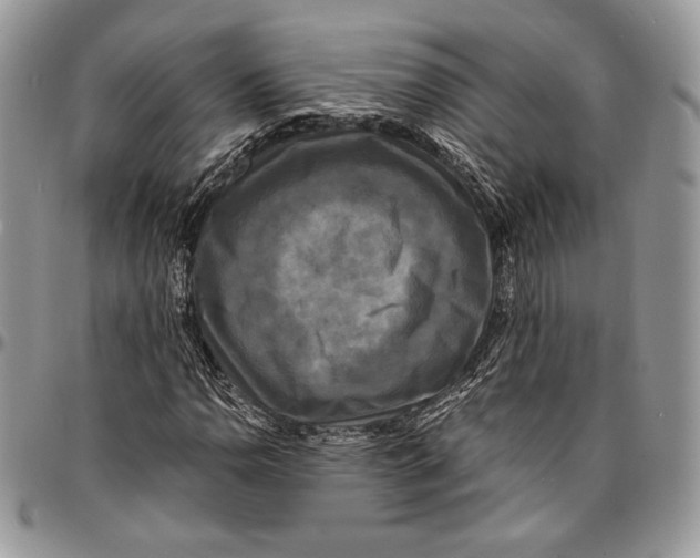 X0000096381110200802141424