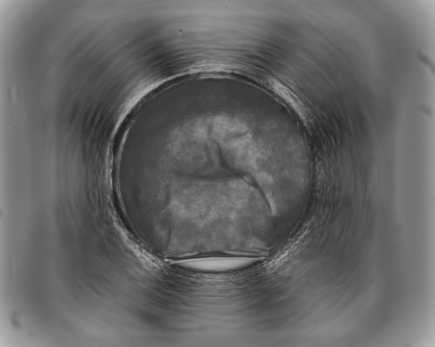 X0000096381124200802141424