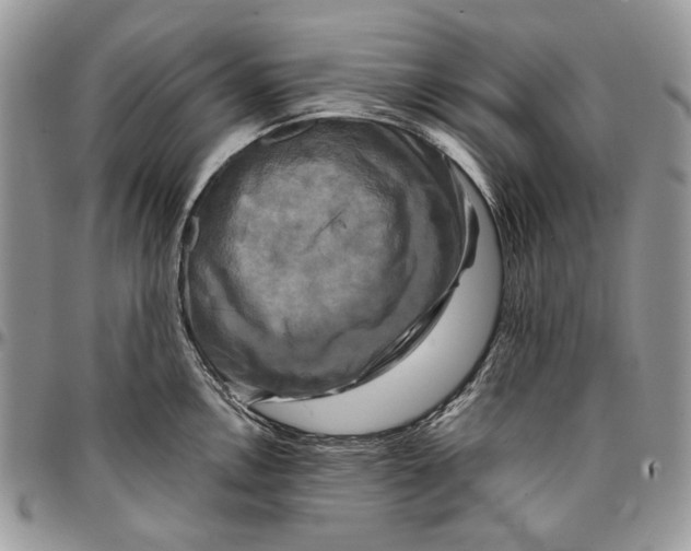 X0000096381146200802141425