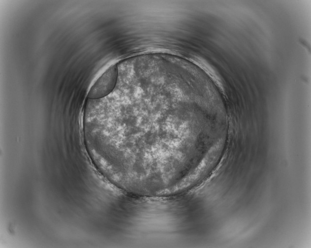 X0000096381198200802141424