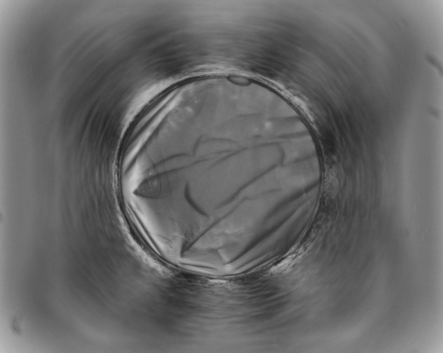 X0000096381239200802141423