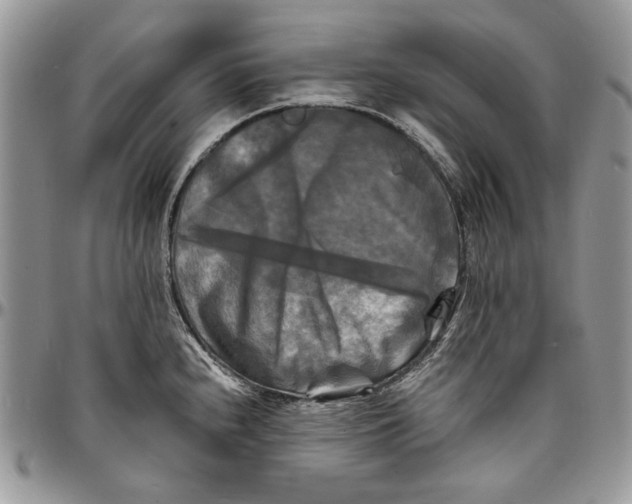 X0000096381240200802141423