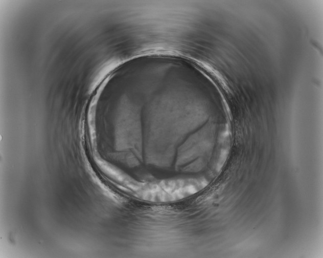 X0000096381383200802141421