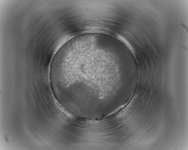 X0000096381386200802141421