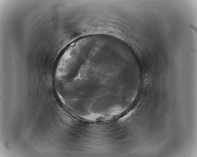 X0000096381505200802141419