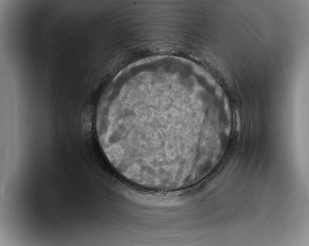 X0000096380032200802211130