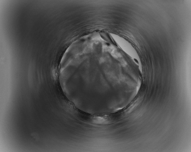 X0000096380285200802211127