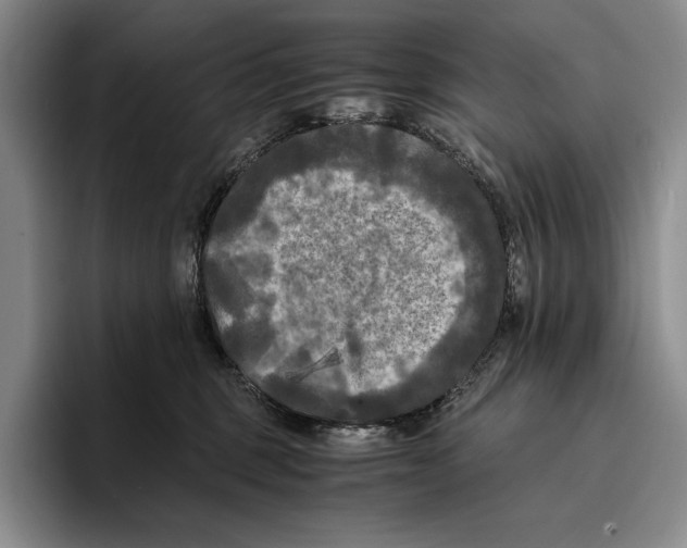 X0000096380375200802211126