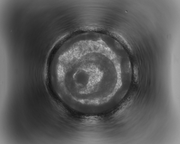 X0000096380396200802211125