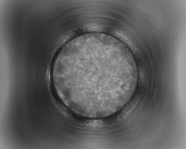 X0000096380398200802211125