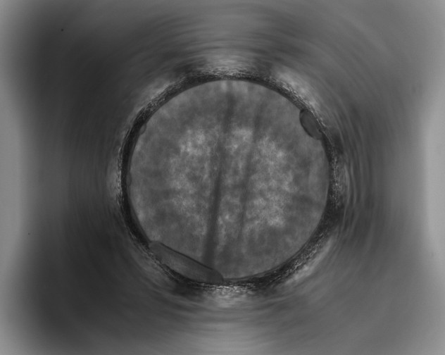 X0000096380399200802211125