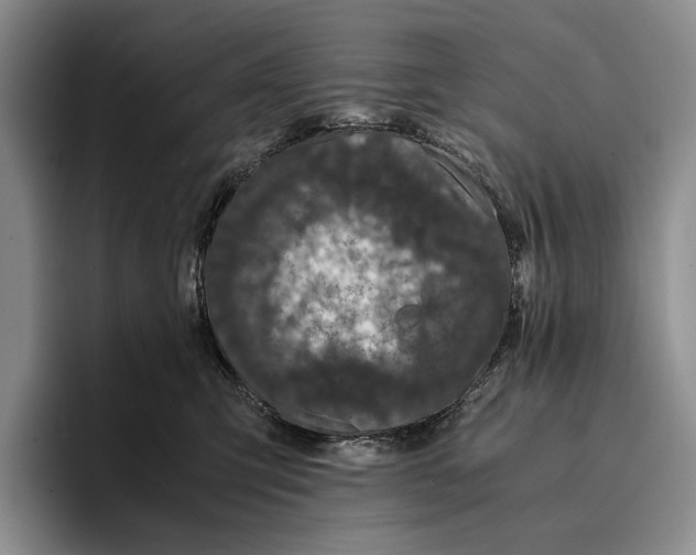 X0000096380423200802211125