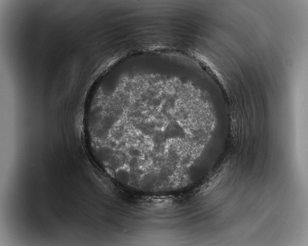 X0000096380443200802211124