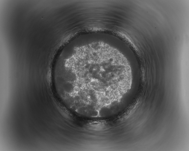 X0000096380447200802211124