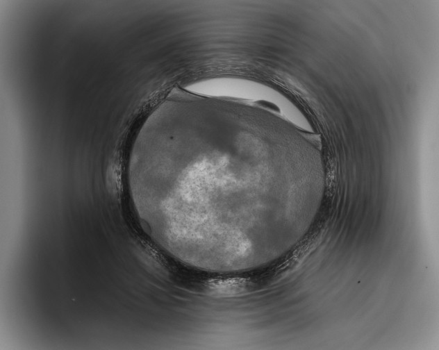 X0000096380452200802211124