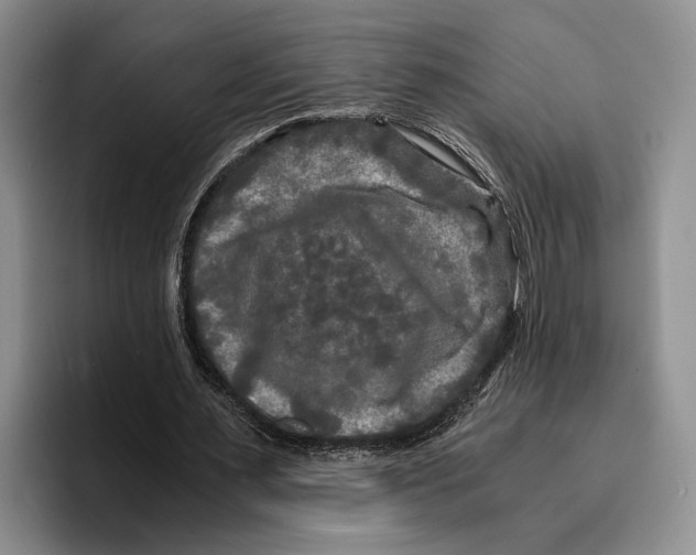 X0000096380483200802211124