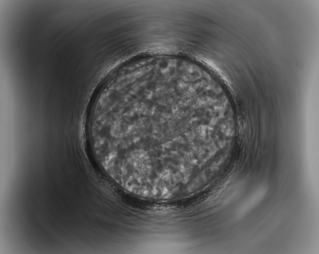 X0000096380487200802211124