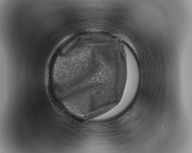 X0000096380724200802211120