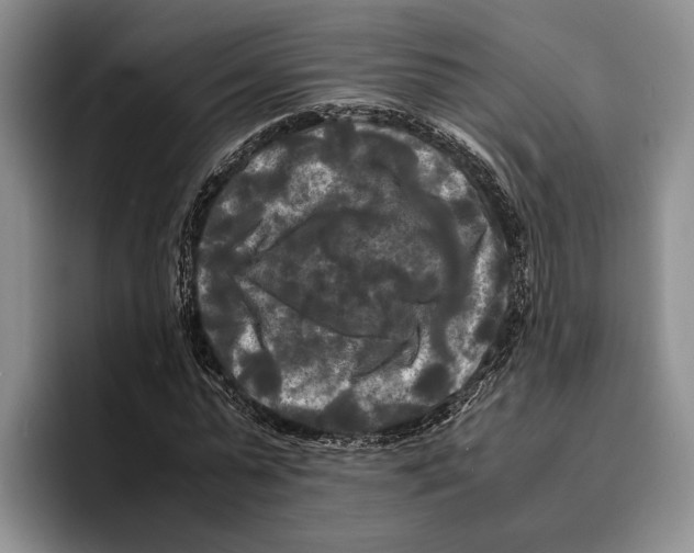 X0000096380775200802211120