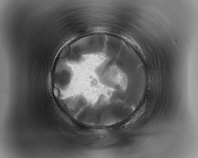 X0000096380798200802211120