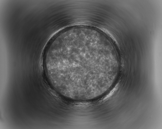 X0000096380830200802211119