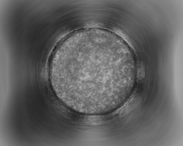 X0000096380832200802211119