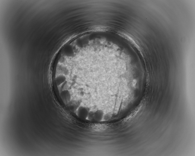 X0000096380835200802211119