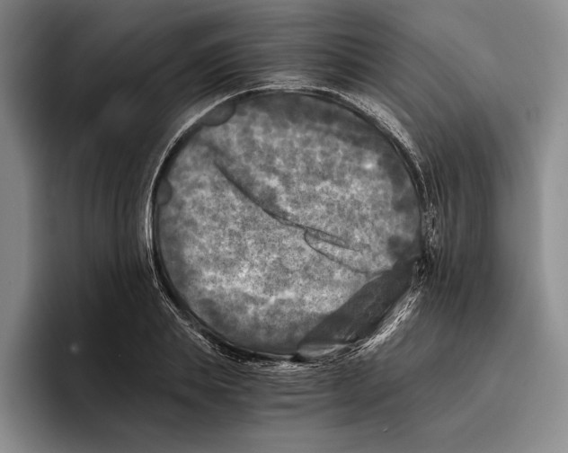 X0000096380839200802211119