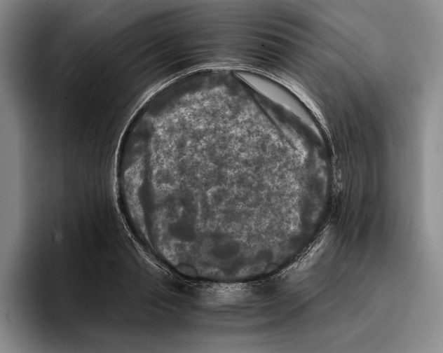 X0000096380845200802211120