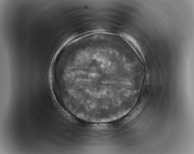 X0000096380859200802211120