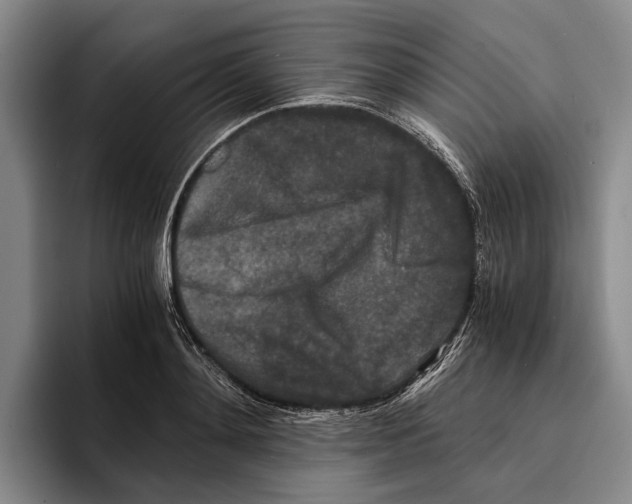 X0000096380892200802211119