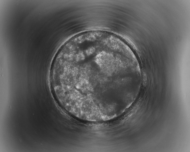 X0000096380895200802211119