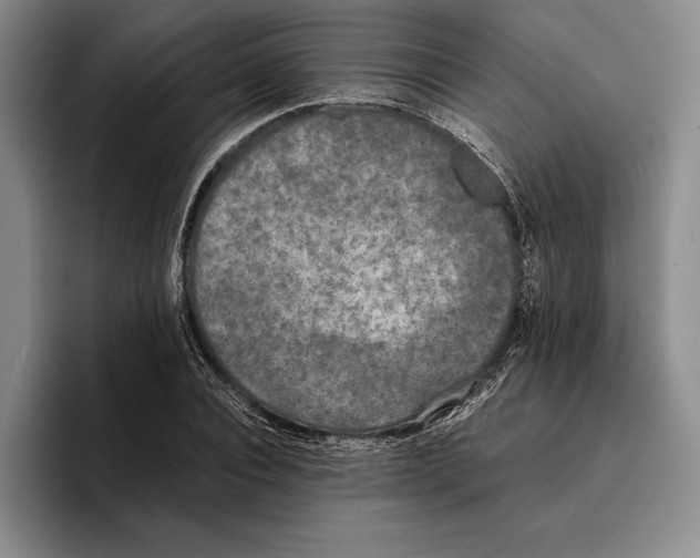 X0000096380928200802211118