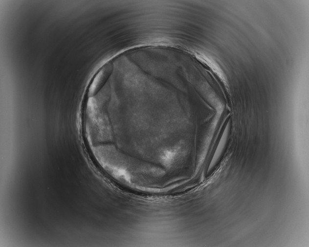 X0000096380944200802211118