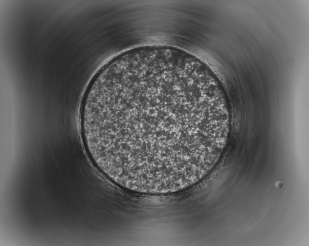 X0000096380950200802211118