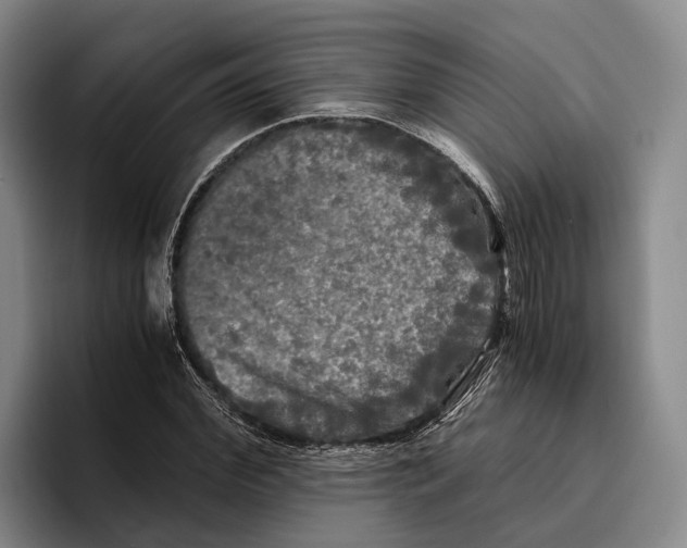 X0000096380972200802211118