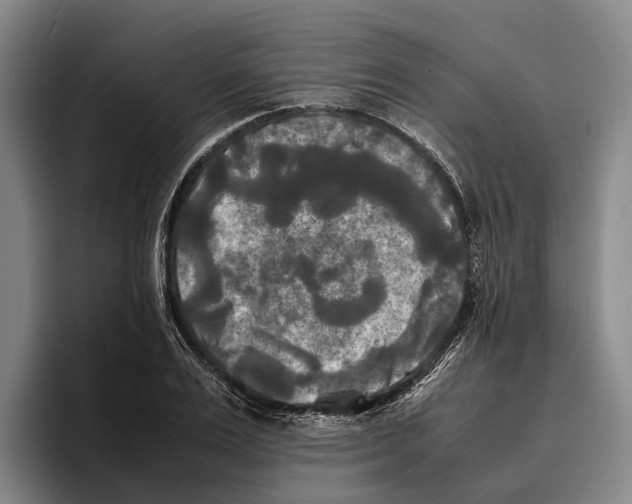 X0000096380983200802211118