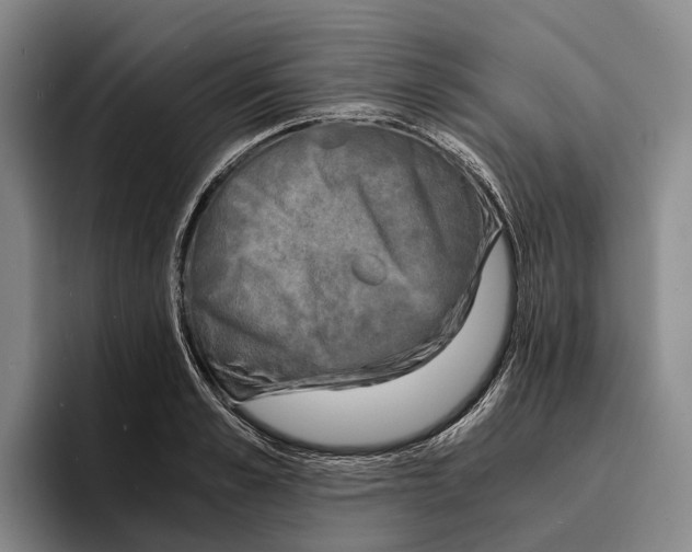 X0000096380989200802211118