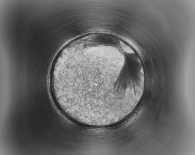 X0000096380999200802211117