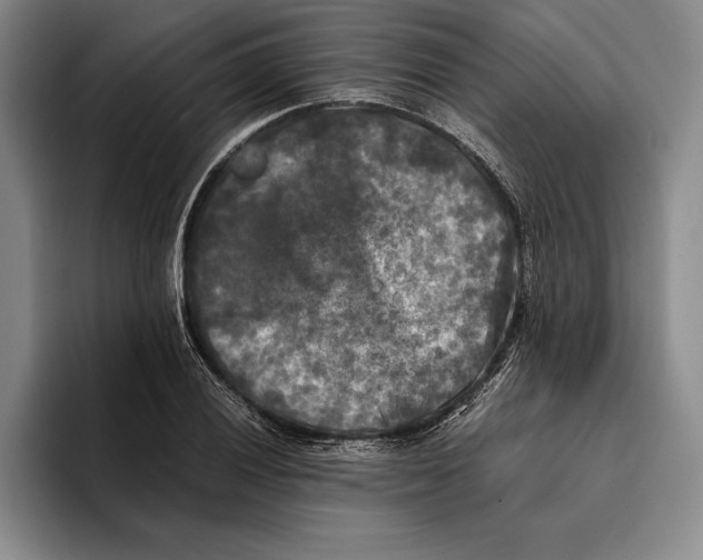 X0000096381028200802211117