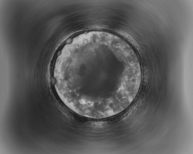 X0000096381031200802211117