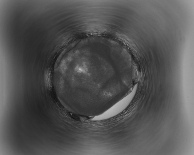 X0000096381060200802211117