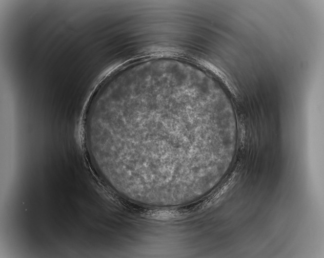 X0000096381074200802211116