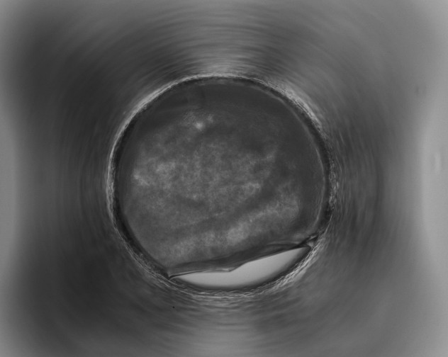 X0000096381077200802211116