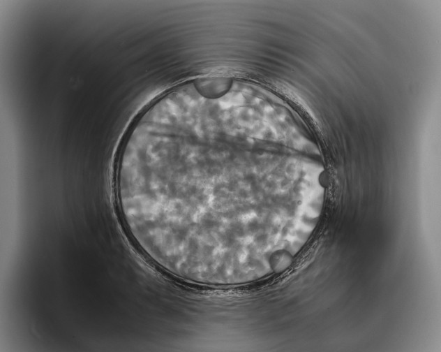 X0000096381087200802211116