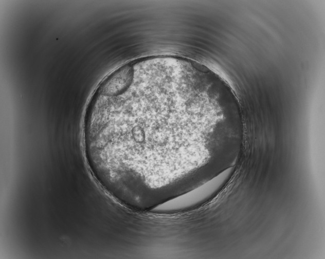 X0000096381088200802211116