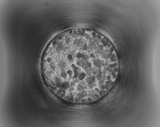 X0000096381091200802211116