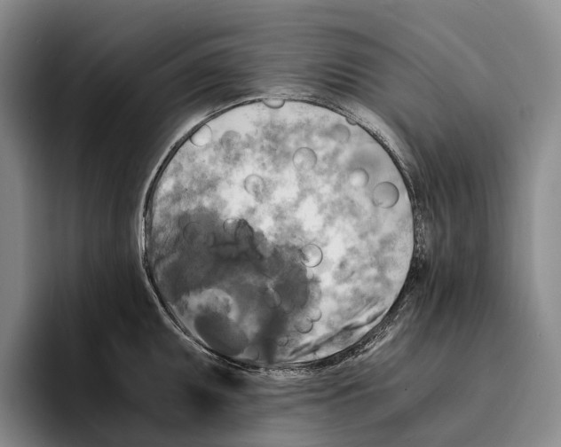 X0000096381095200802211116